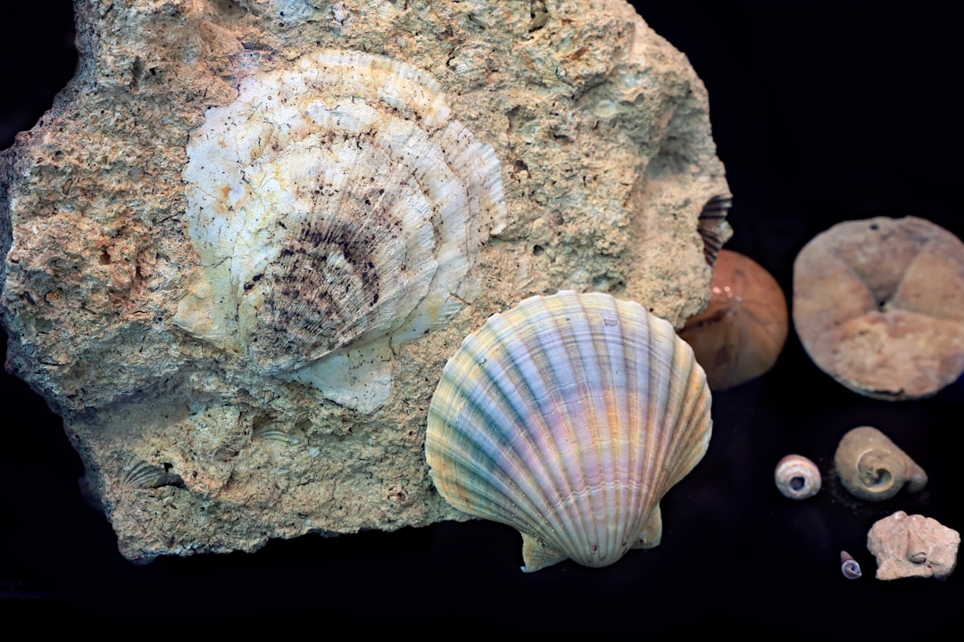 Beach Bathroom Bliss: Scallop Shell Wall Sconce